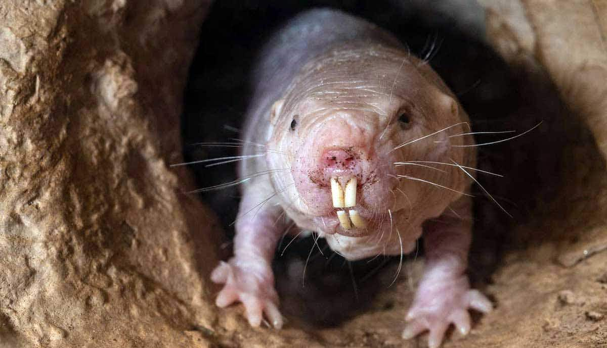 naked mole rat underground