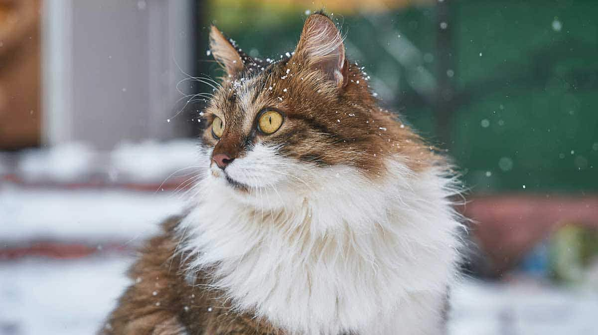 norwegian forest cat