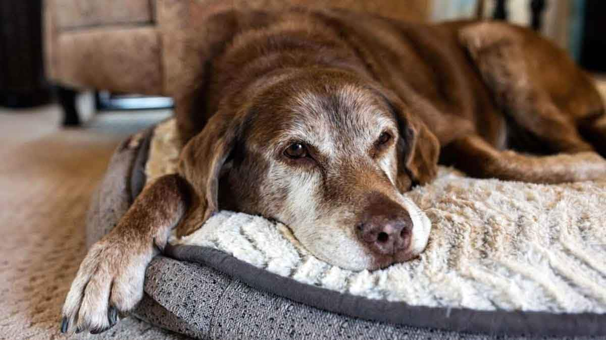 old dog on a bed