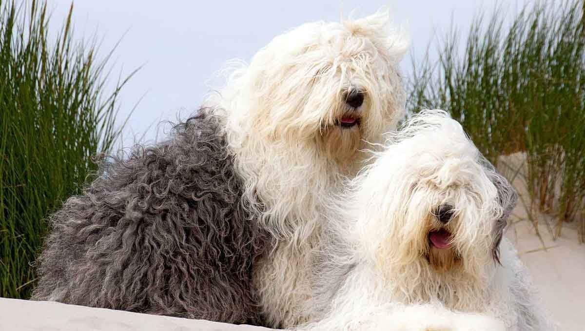 old english sheepdog outside