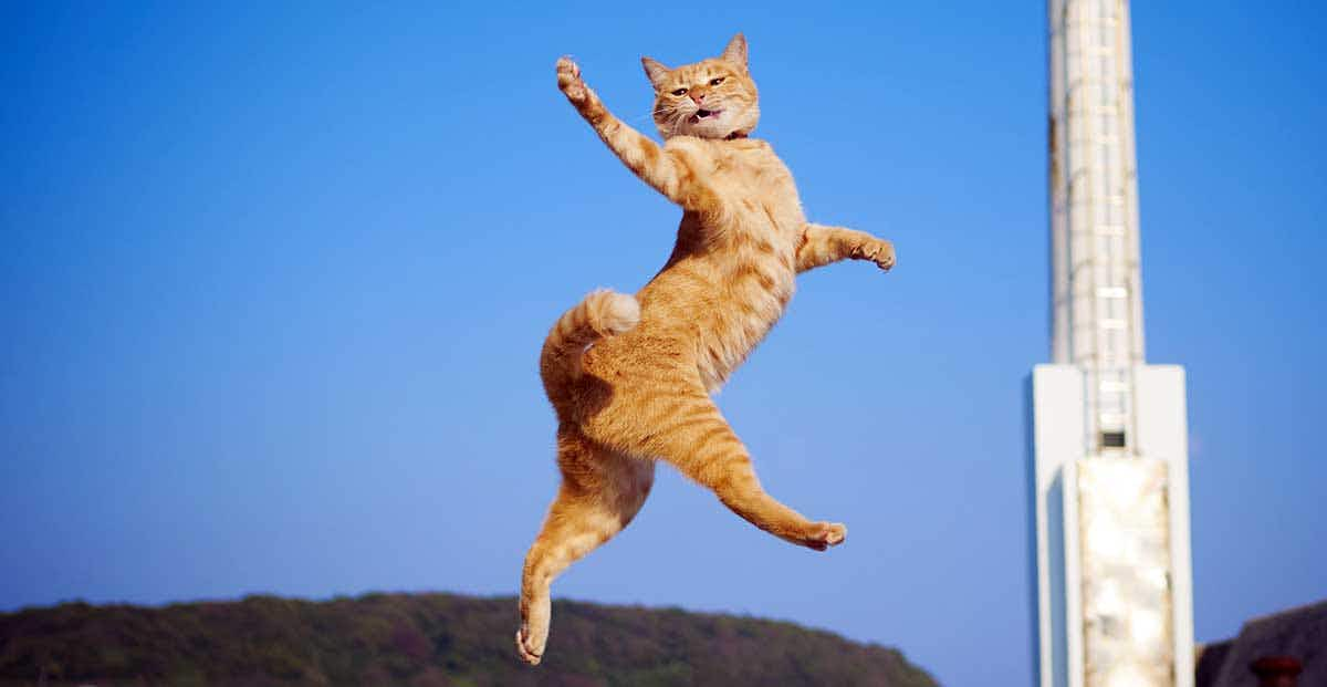 orange tabby cat leaping