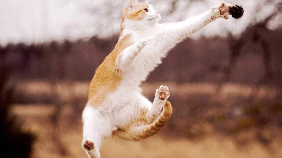 orange white cat jumping