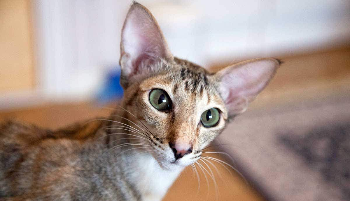 oriental shorthair cat