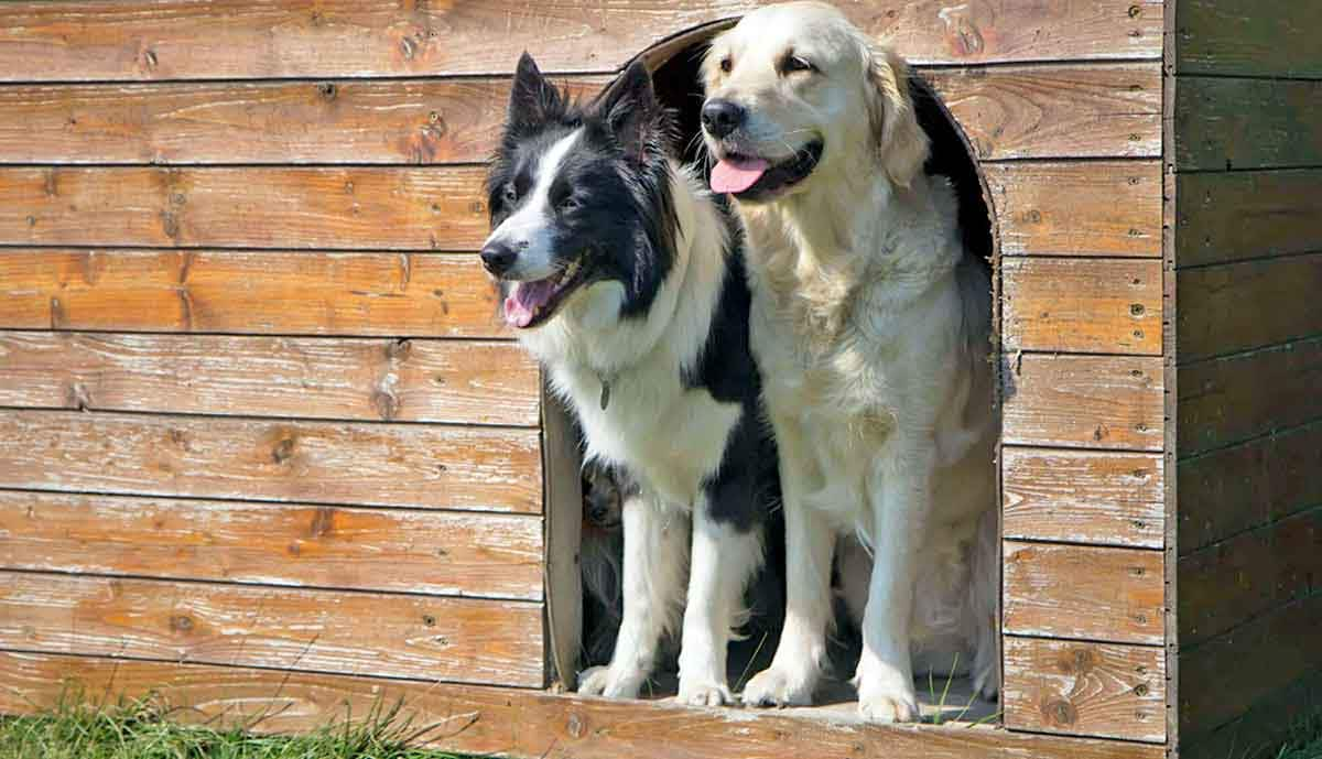 outdoor dog house