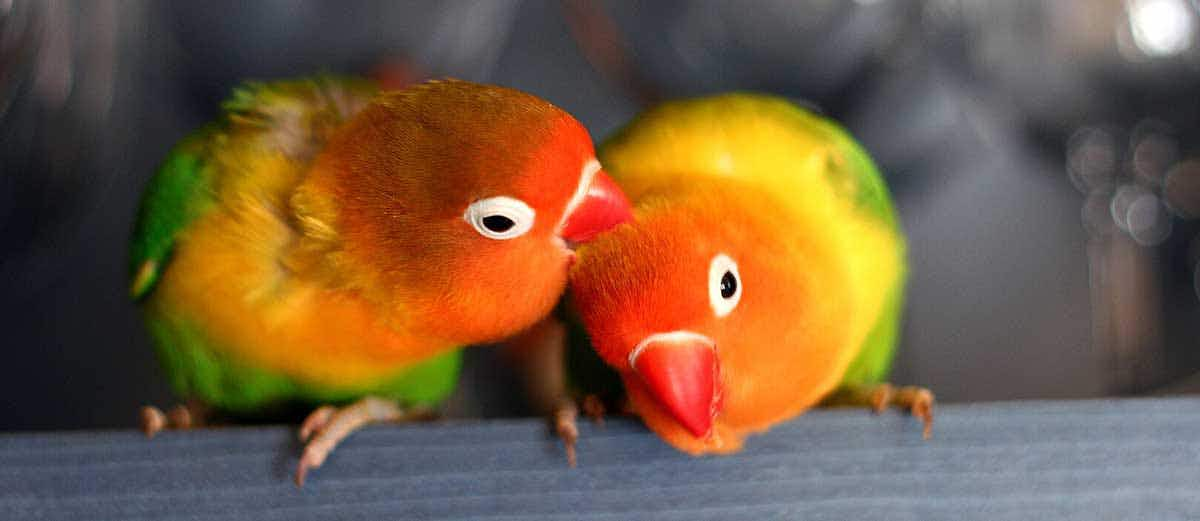 pair lovebirds