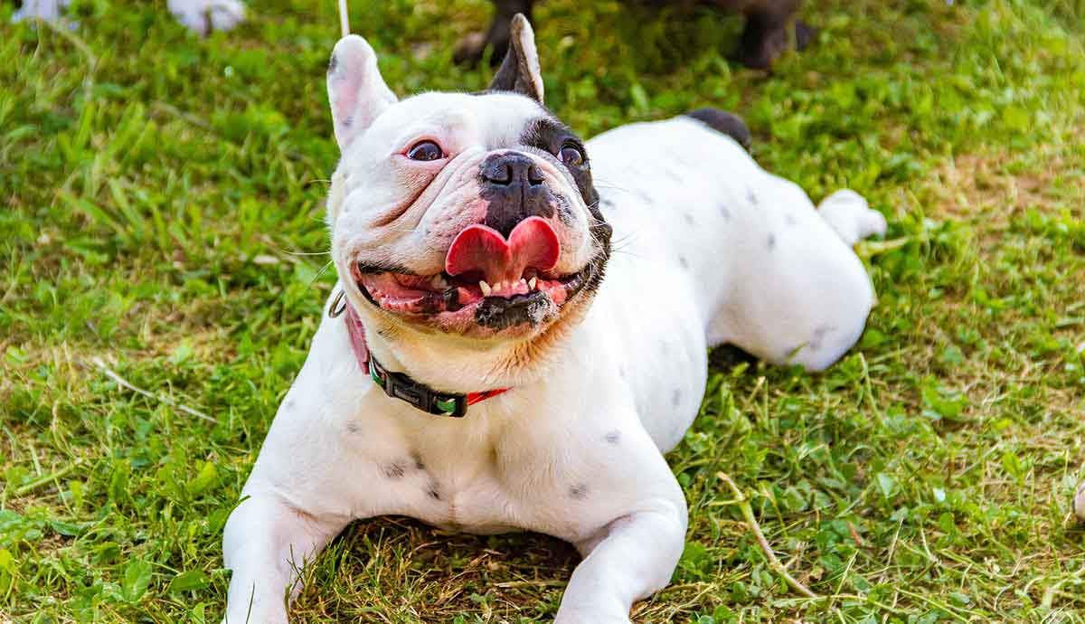 panting french bulldog