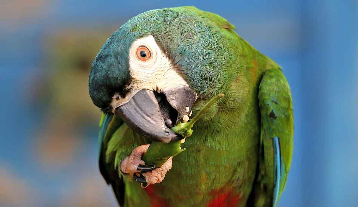 parrot eating green chilli bangladesh