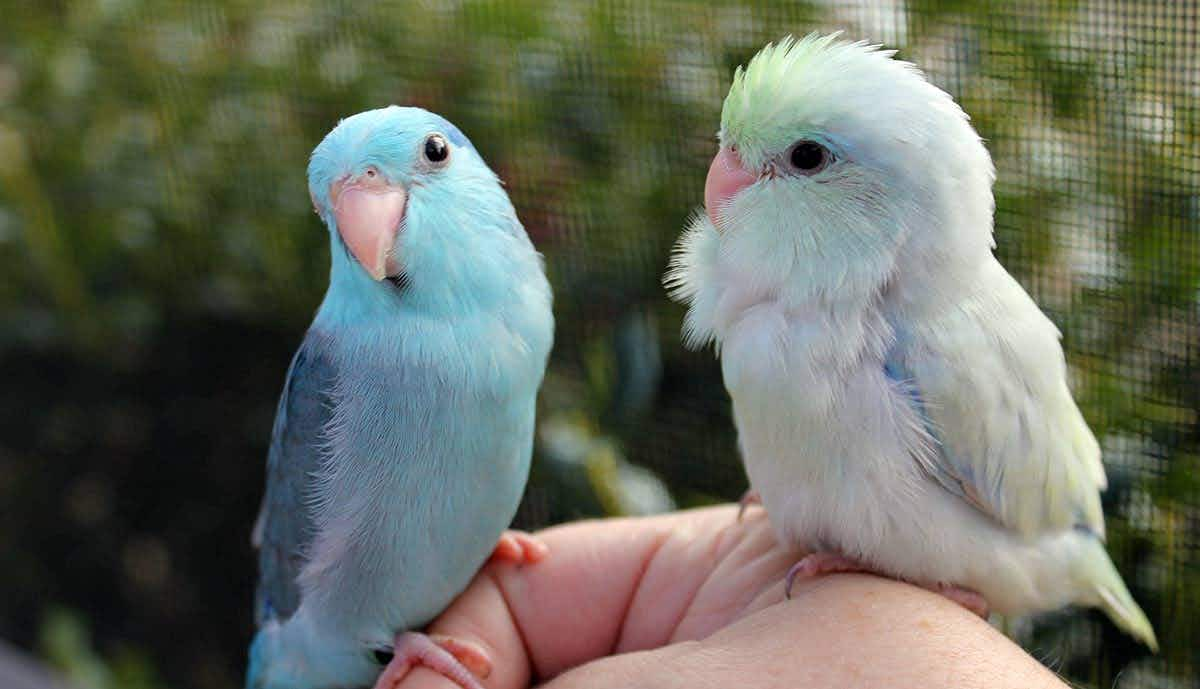 parrotlet