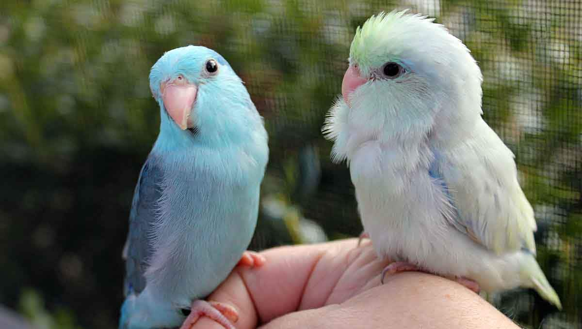 parrotlet