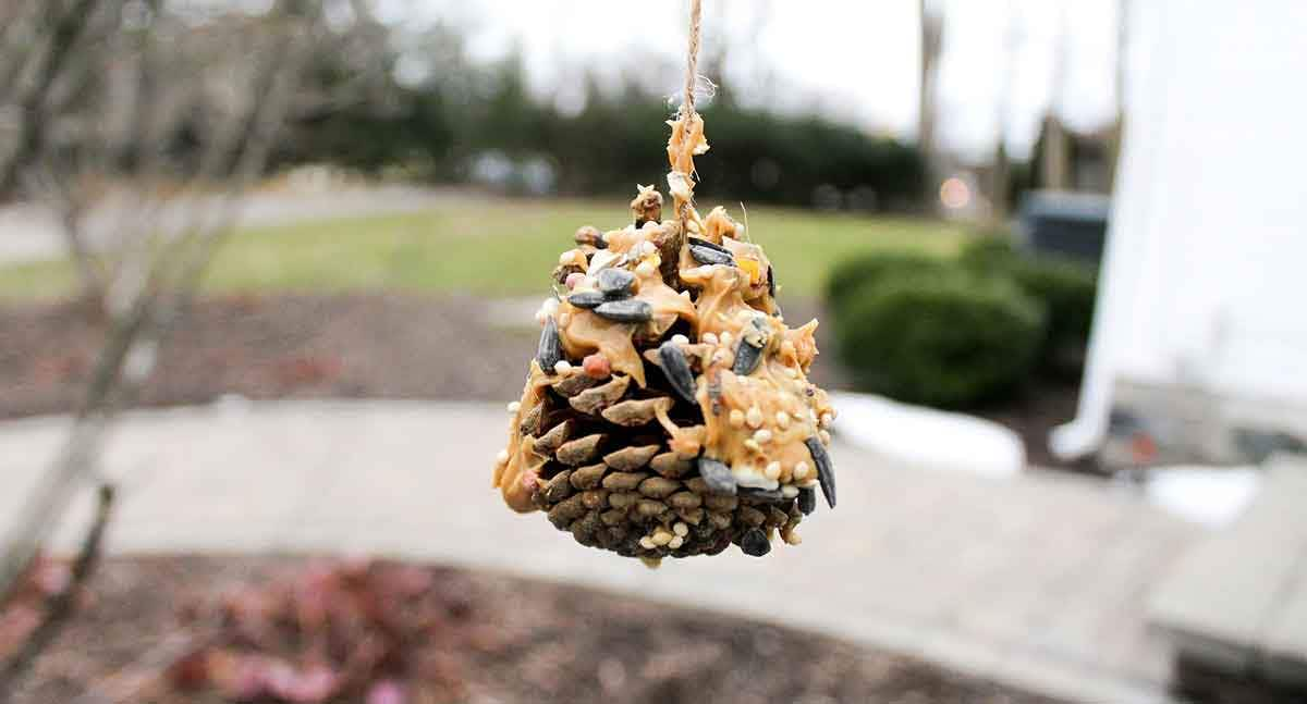 peanut covered pinecone