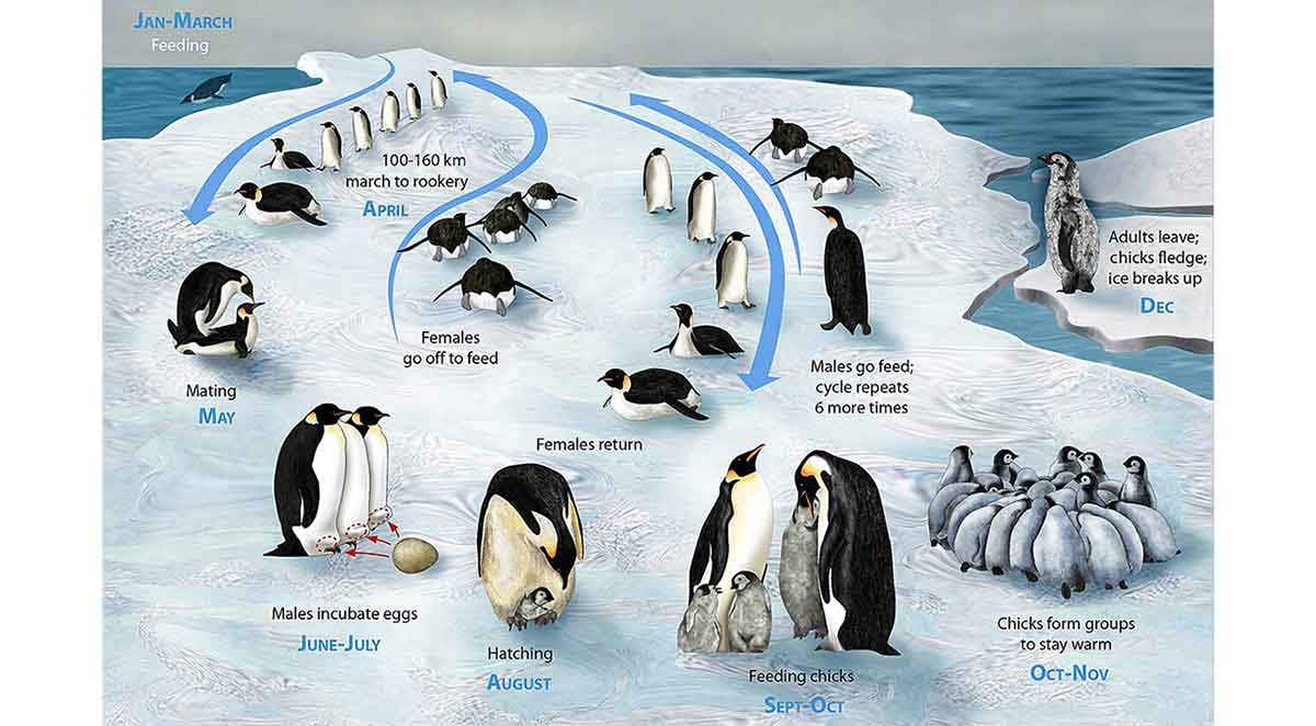 penguin life cycle graphic