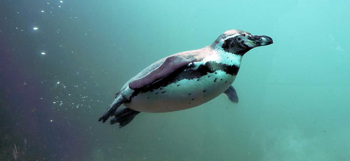 penguin swimming through the ocean