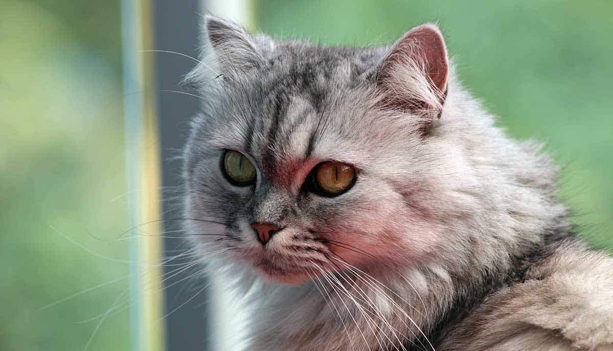 persian cat