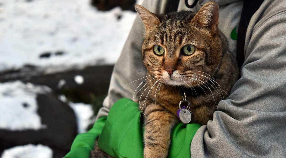 person holding cat