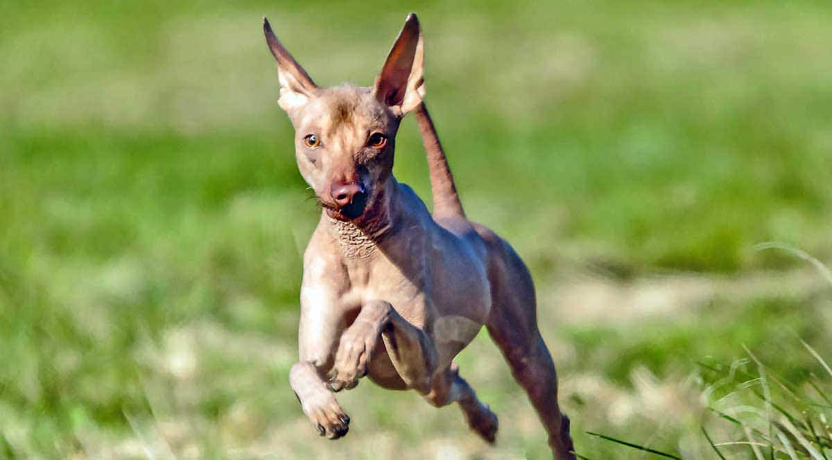 peruvian inca orchid dog bounding through grass