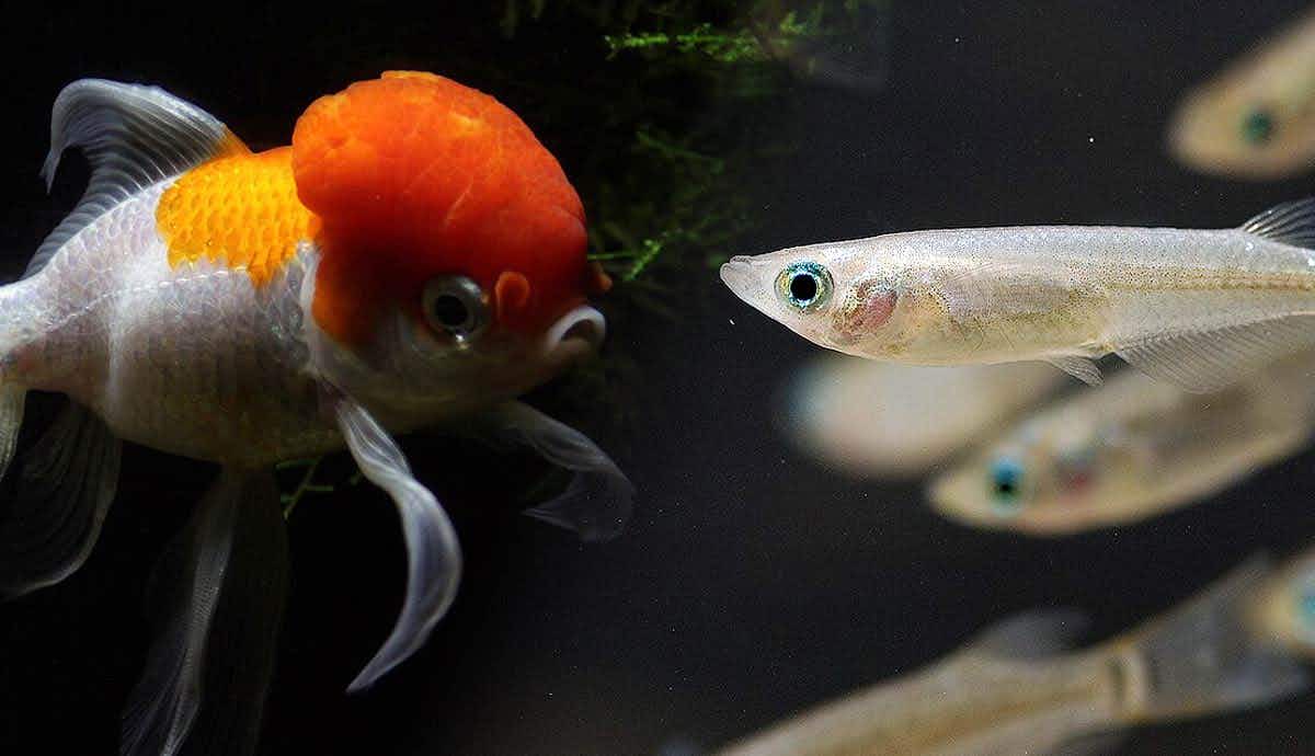 5 Pet Fish That Don’t Need a Heater