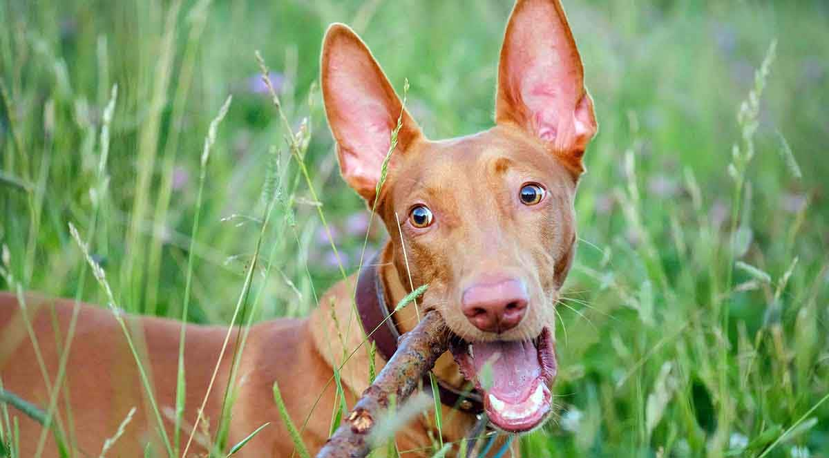 pharaoh hound dog chewing stick