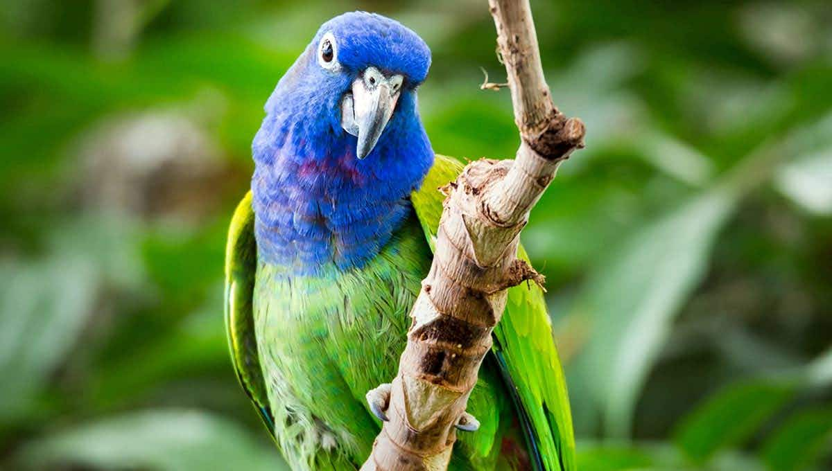 pionus parrot