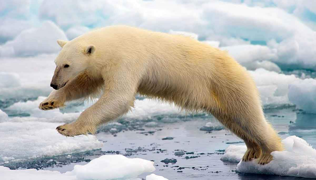 polar bear jumping