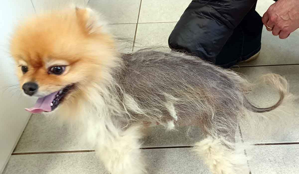 pomeranian alopecia