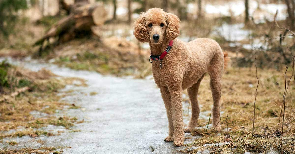 poodle outdoors