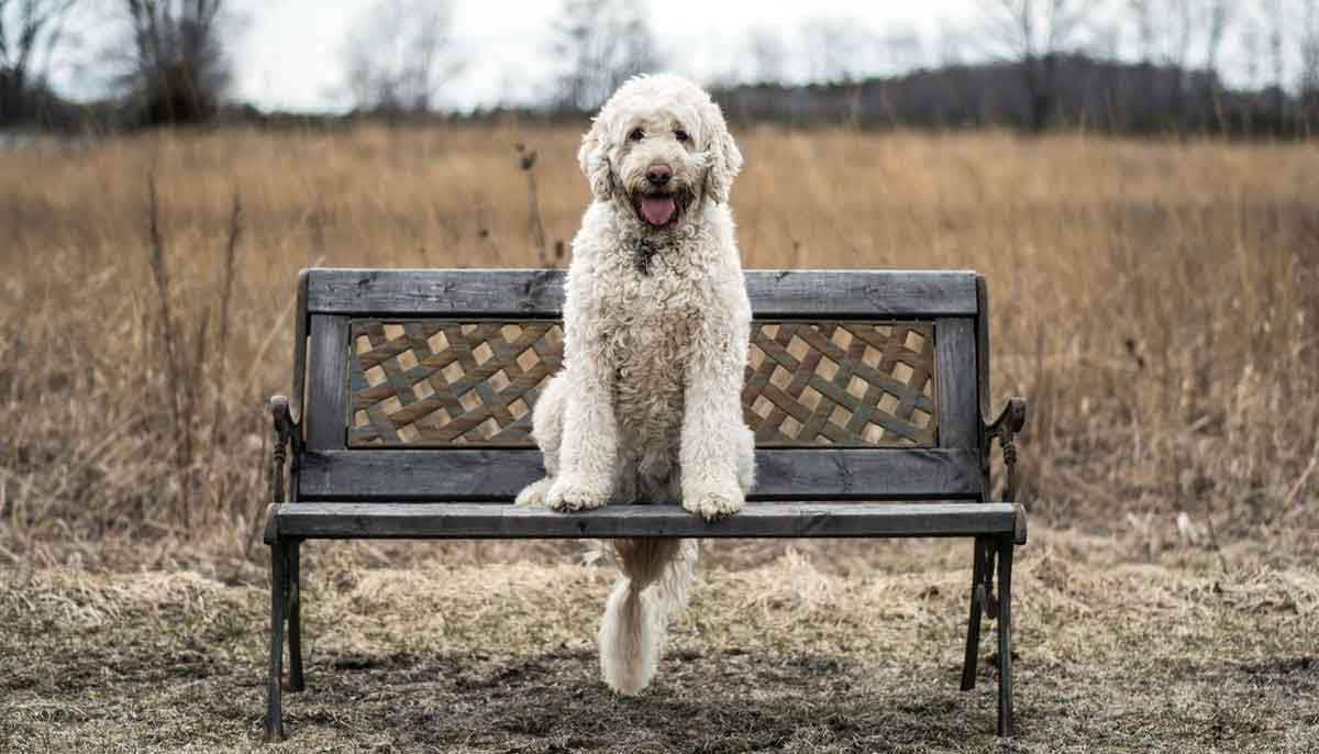 poodle sitting on park bench