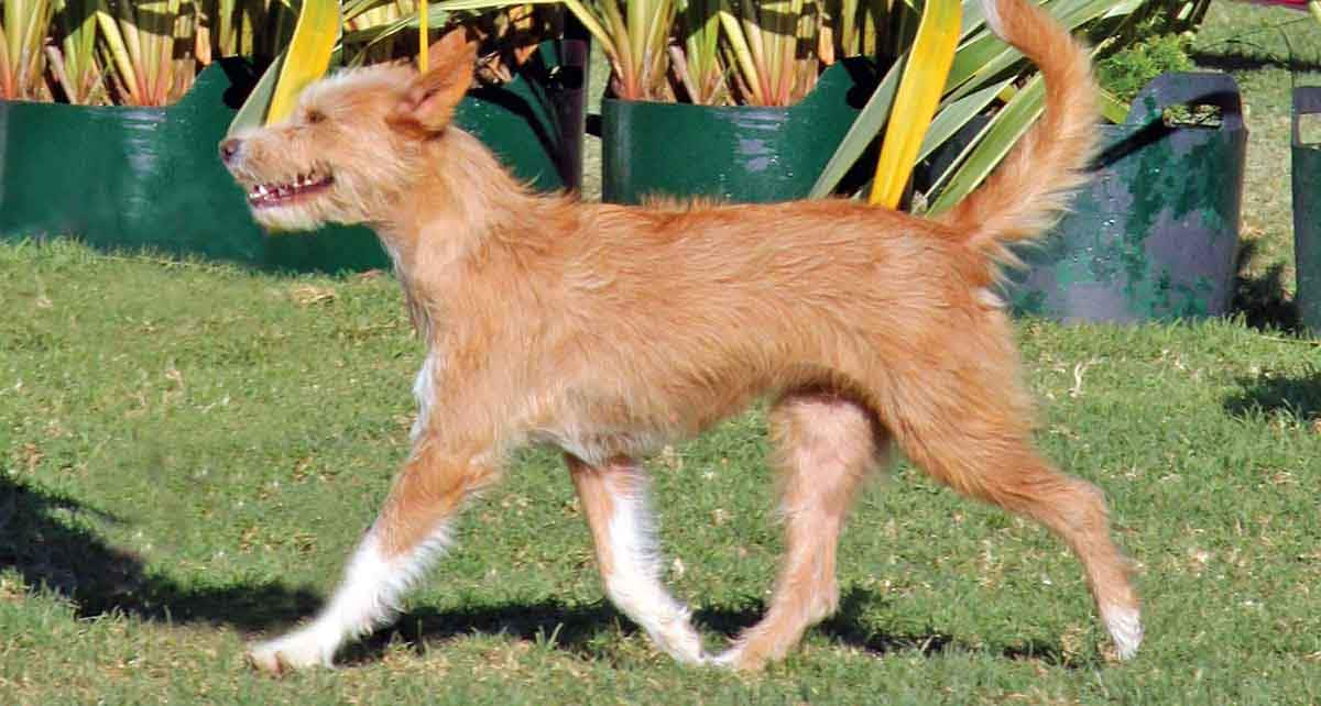 portuguese warrenhound dog running