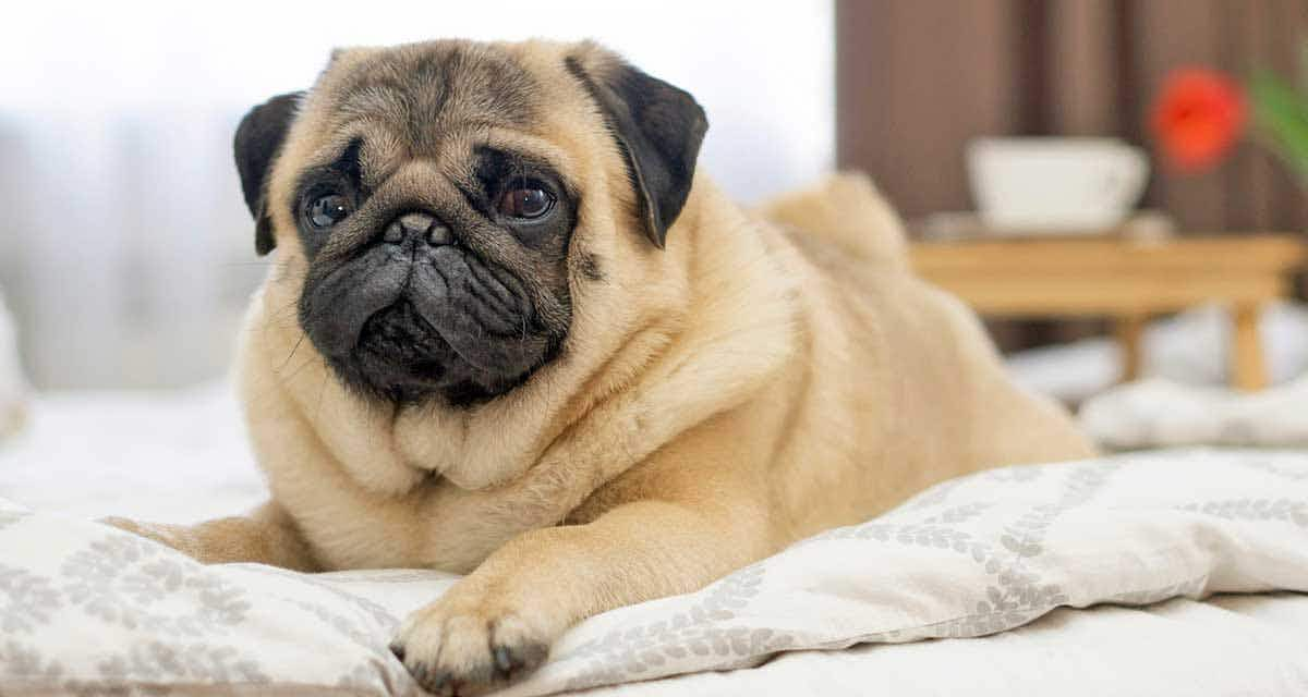 pug