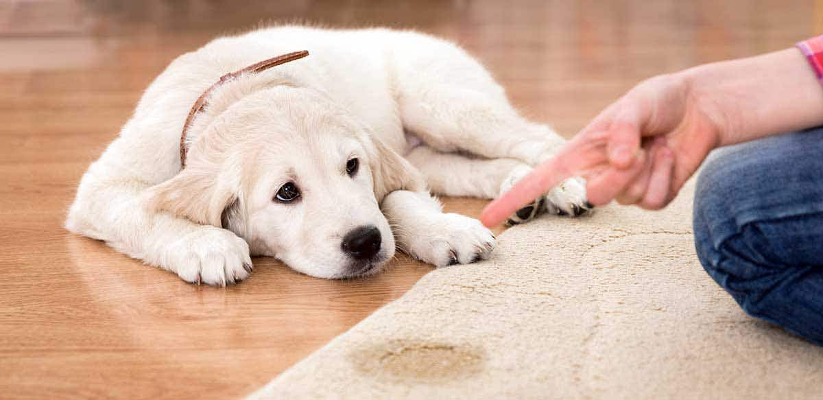 puppy potty accident floor