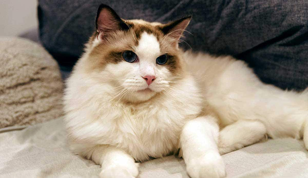 ragdoll cat