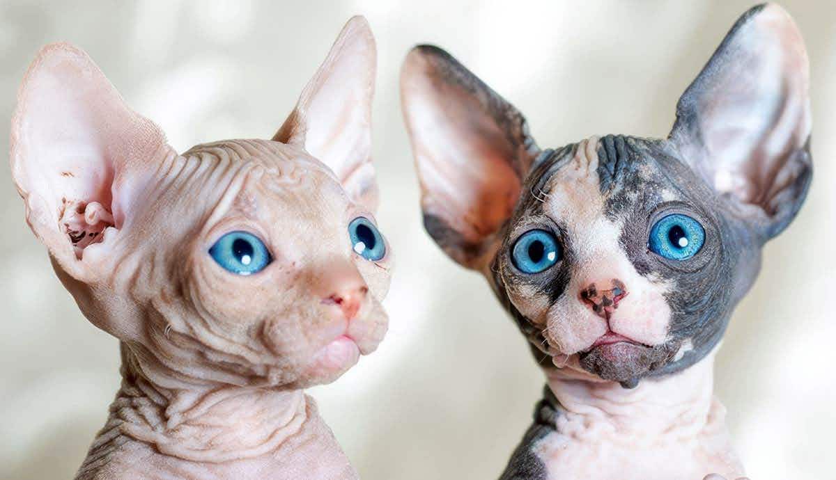 7 Reasons to Adopt a Sphynx Cat