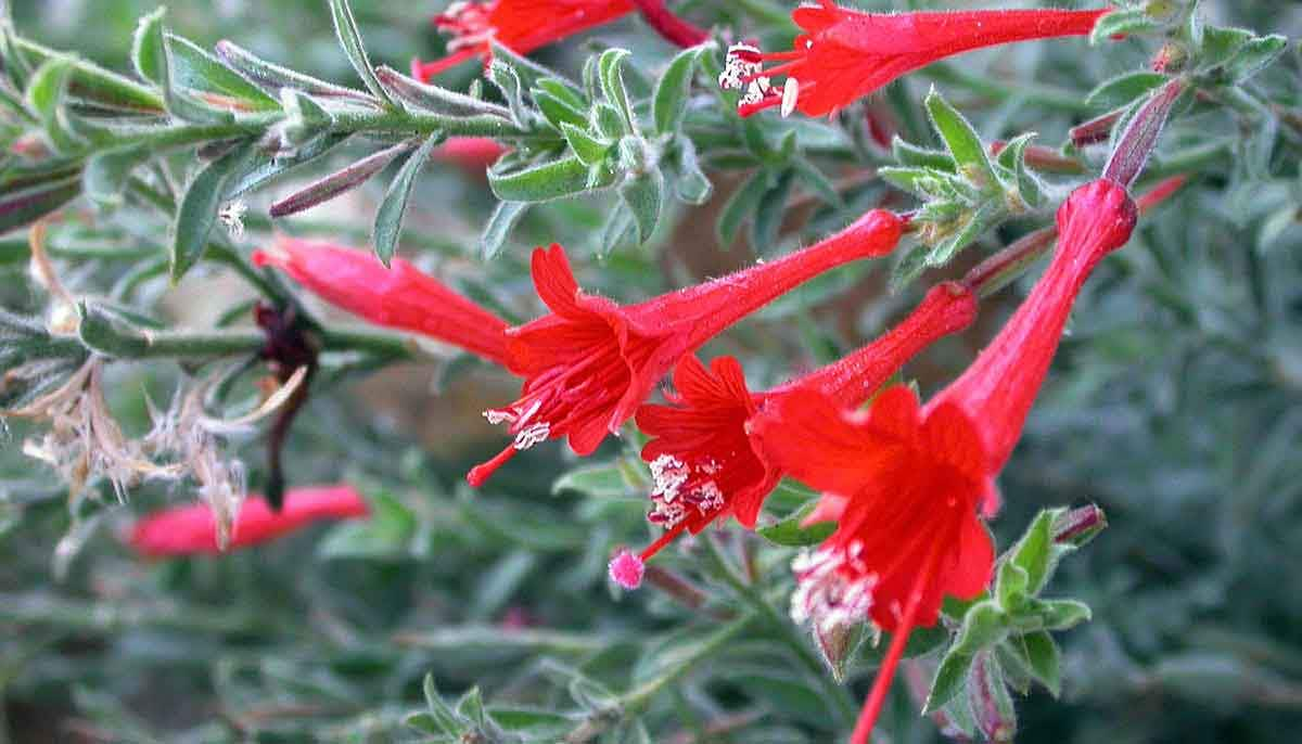 red flower for birds