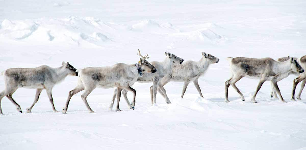 reindeer in the ice