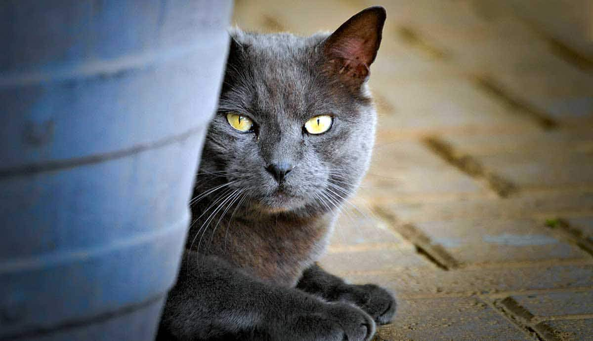 russian blue cat