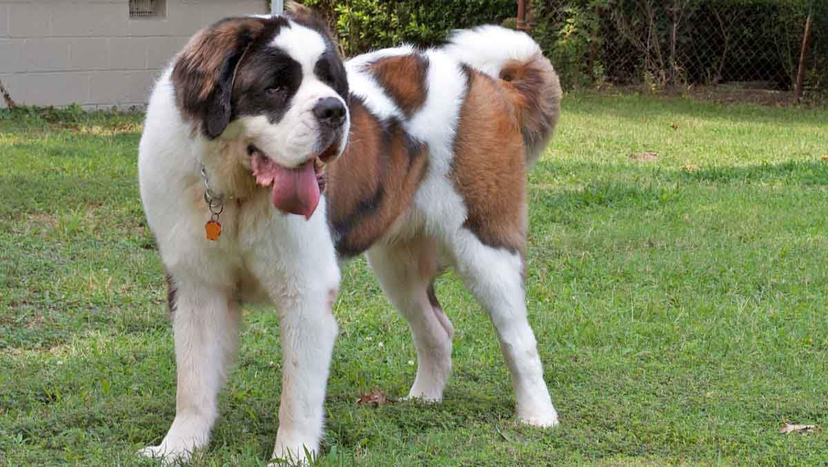 saint bernard dog