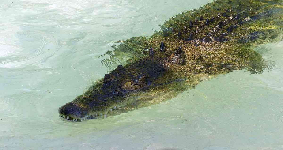 saltwater crocodile in shallow water