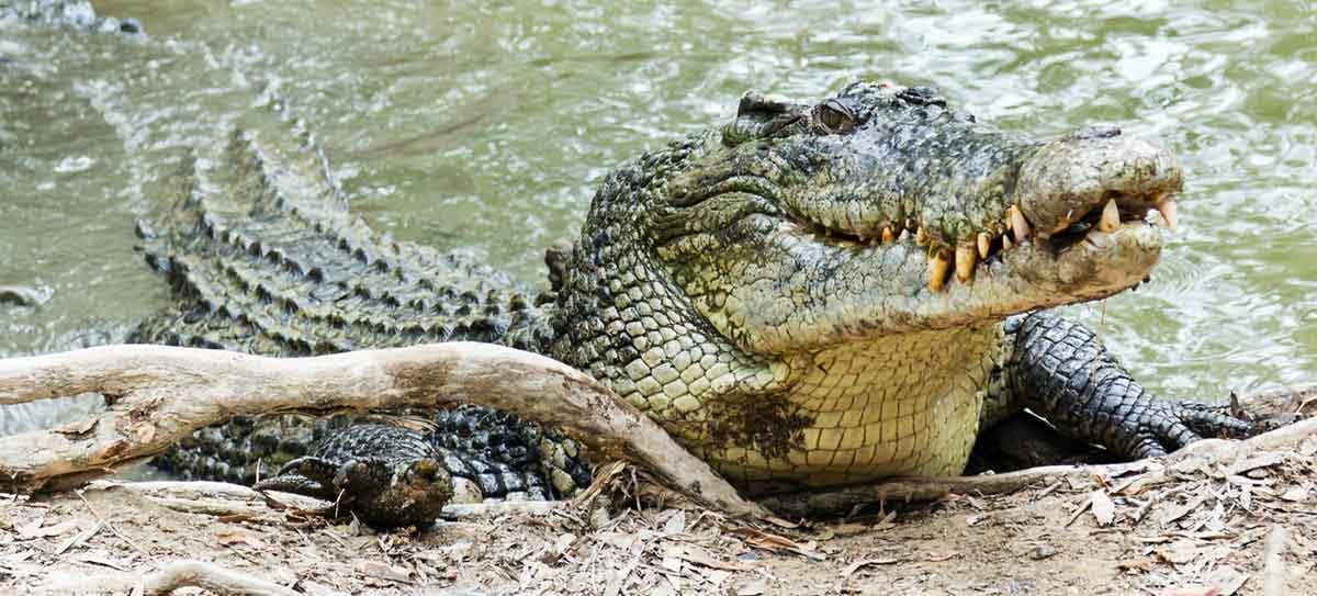 saltwater crocodile basking