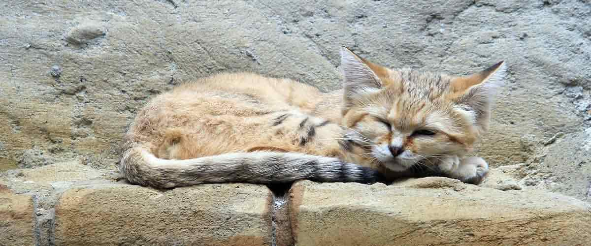 sand cat sleeping zoo