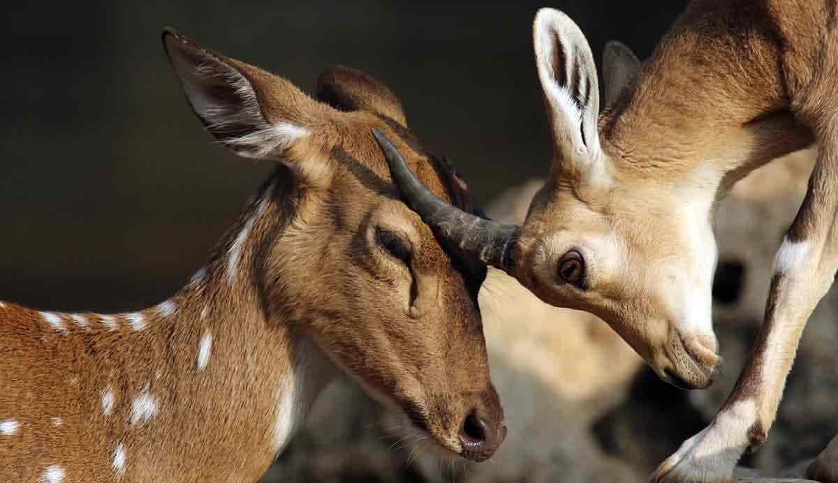 sand gazelles headbutting