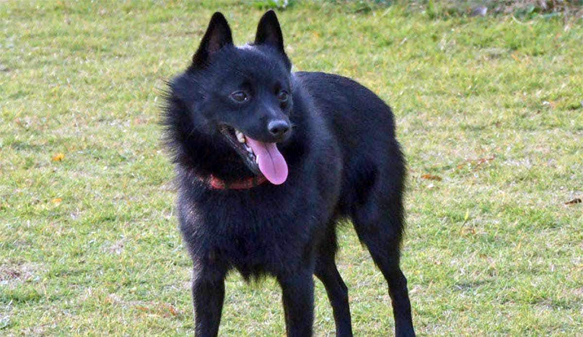 schipperke on grass