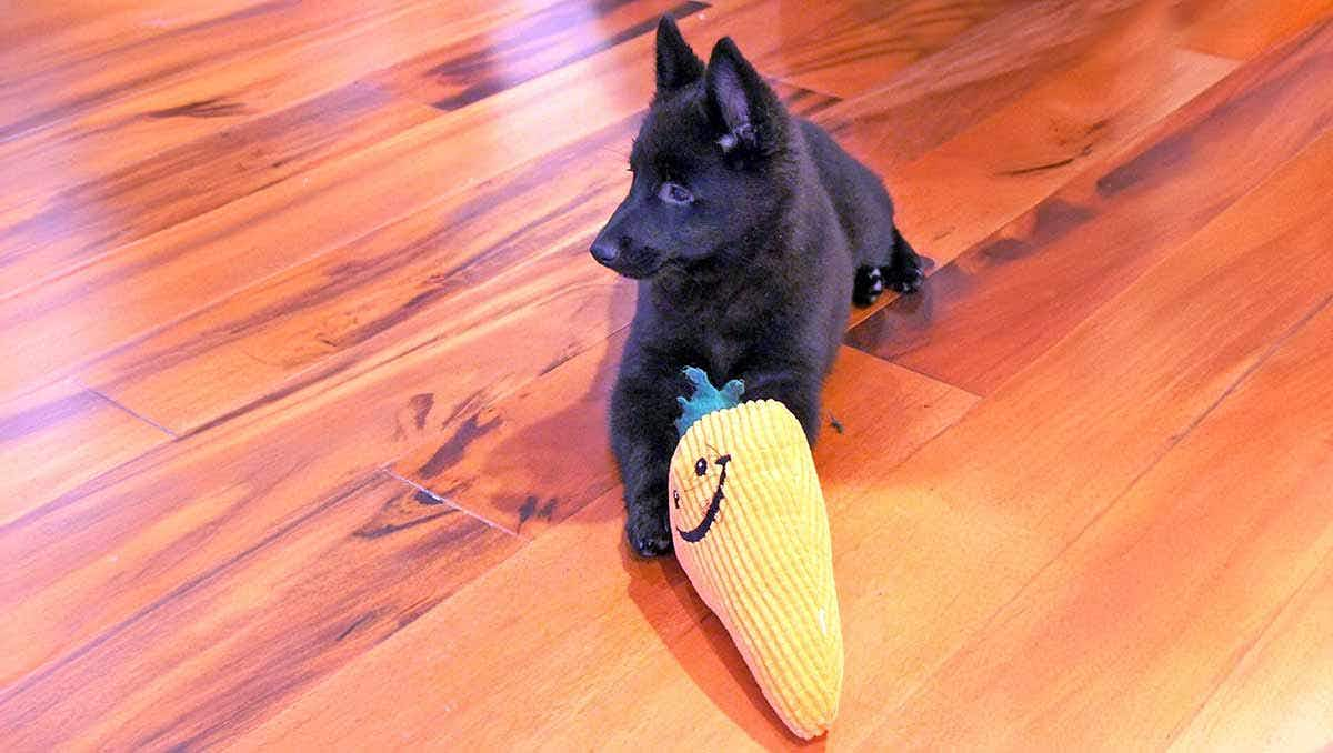 schipperke puppy