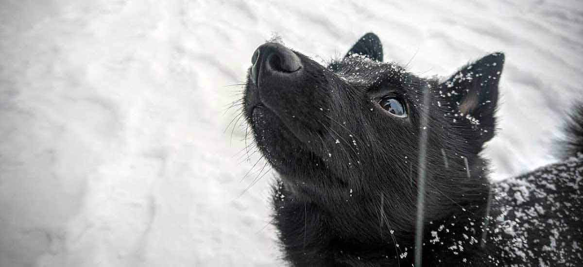 schipperke