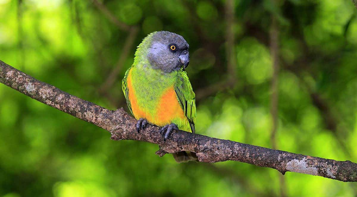 senegal parrot