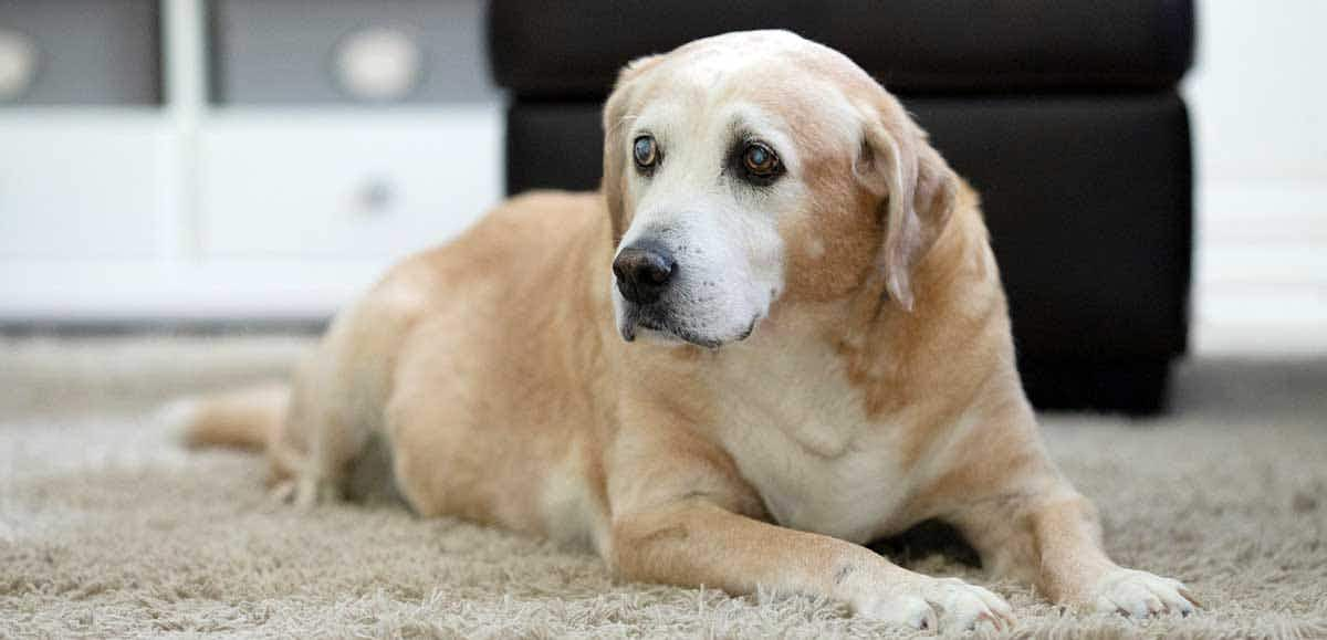 senior dog laying down on mat indoors