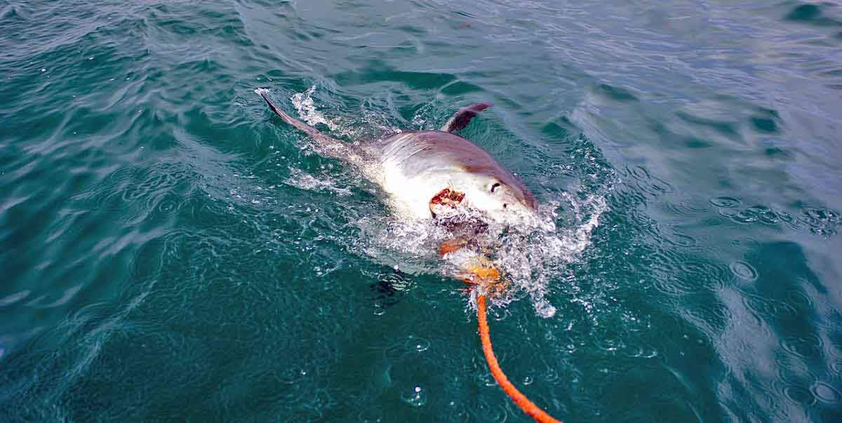 shark attacking rope