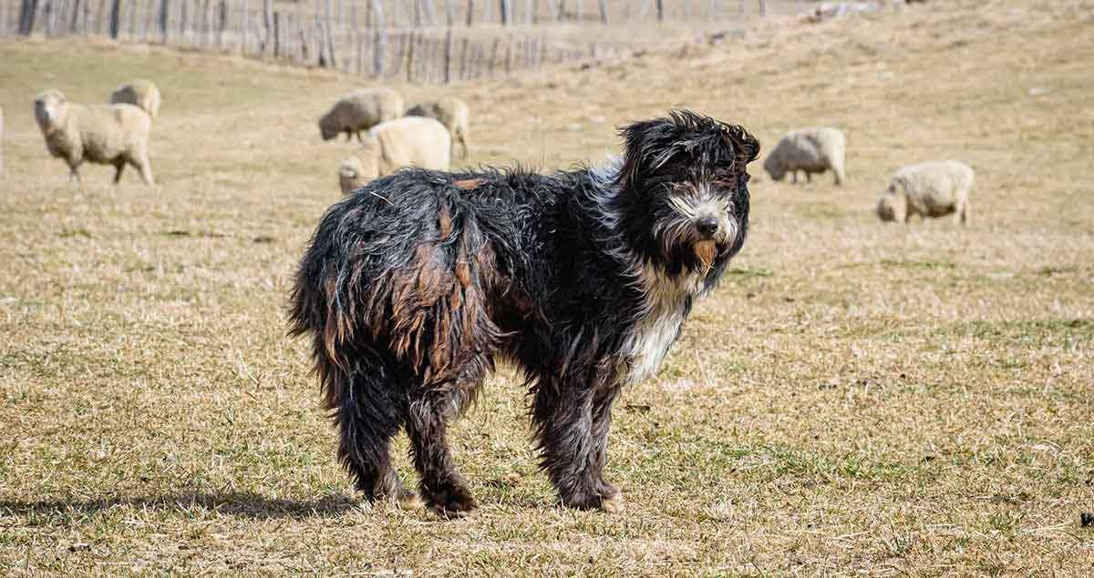 sheep dog outside