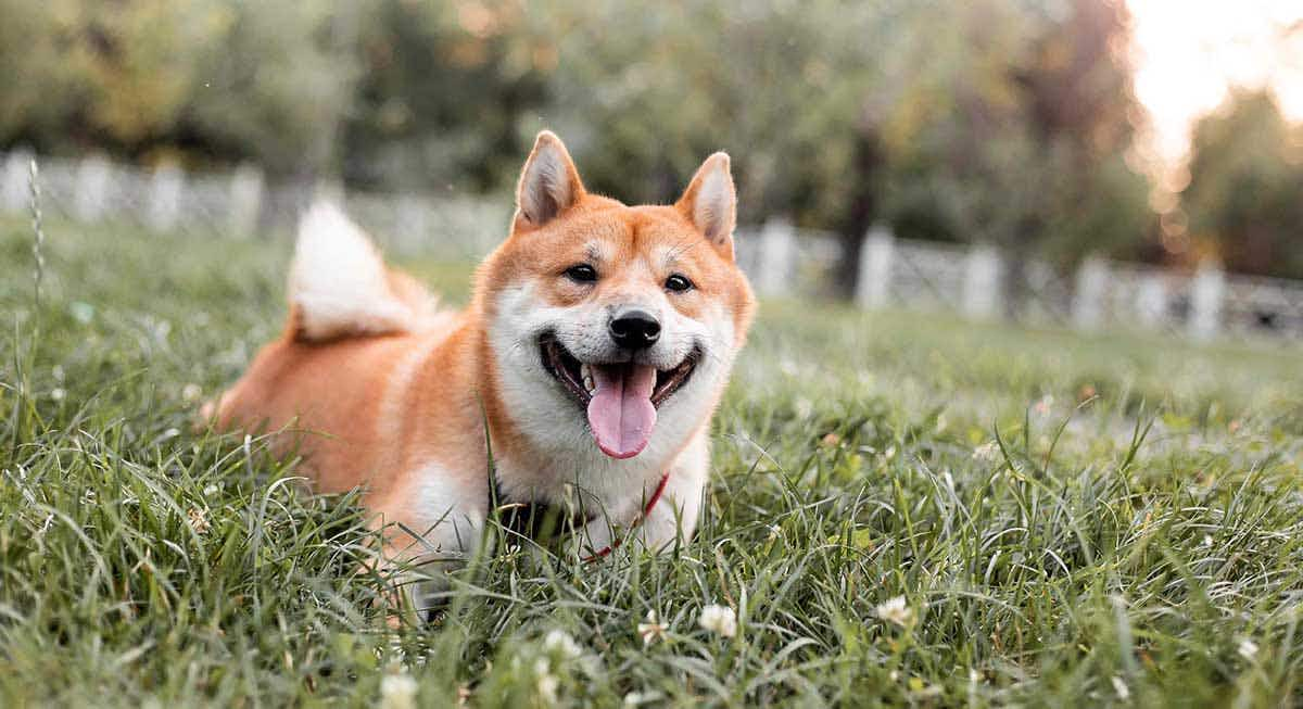 shiba inu