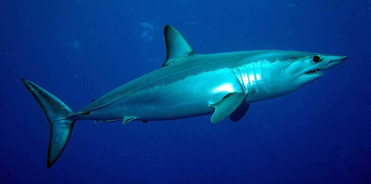 short finned mako