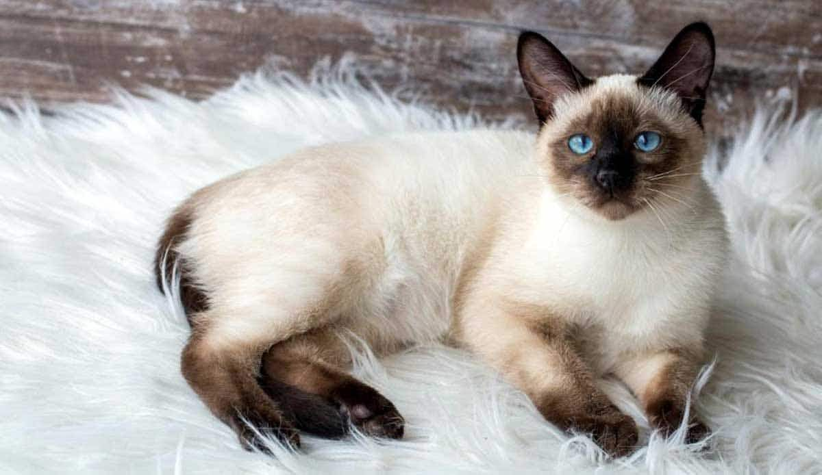 siamese cat blue eyes