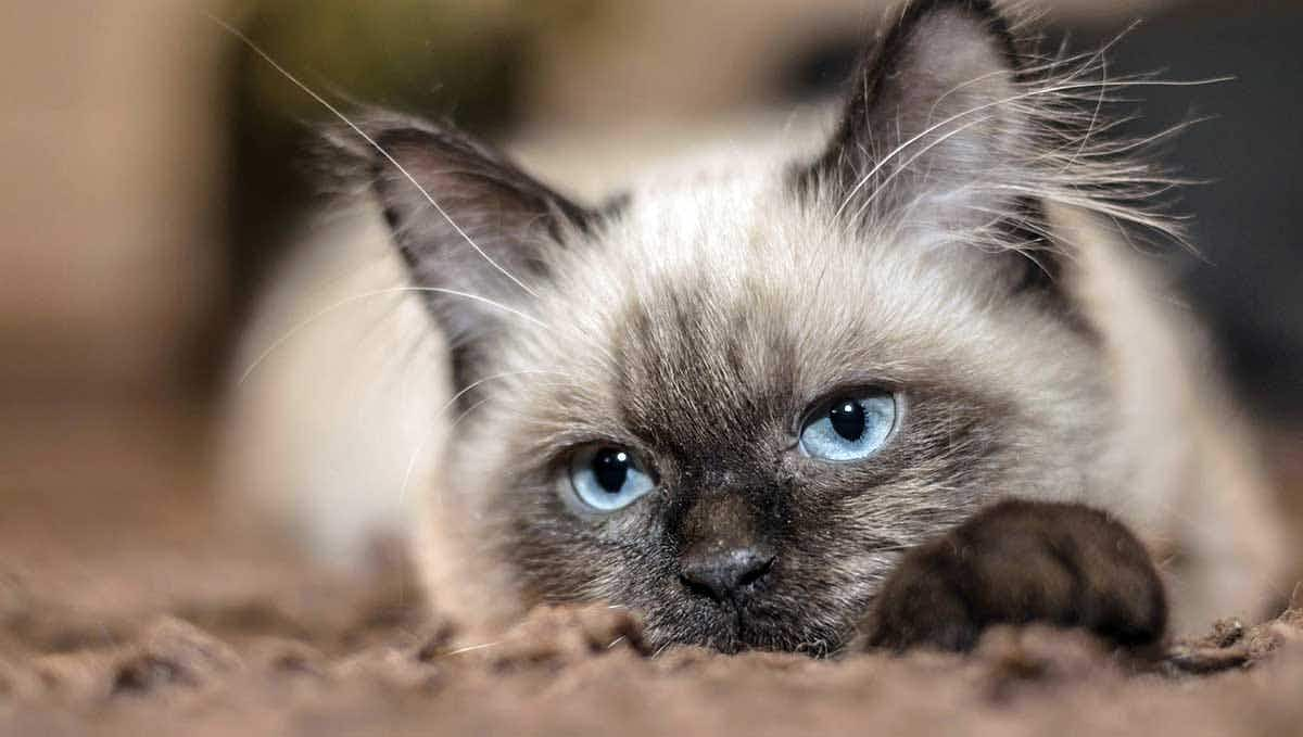 siamese cat